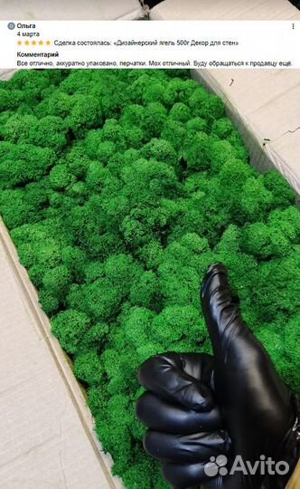 Стабилизированный мох ягель, королевский ягель