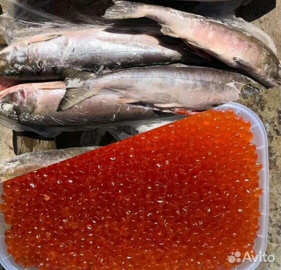 Кета потрошёная с головой