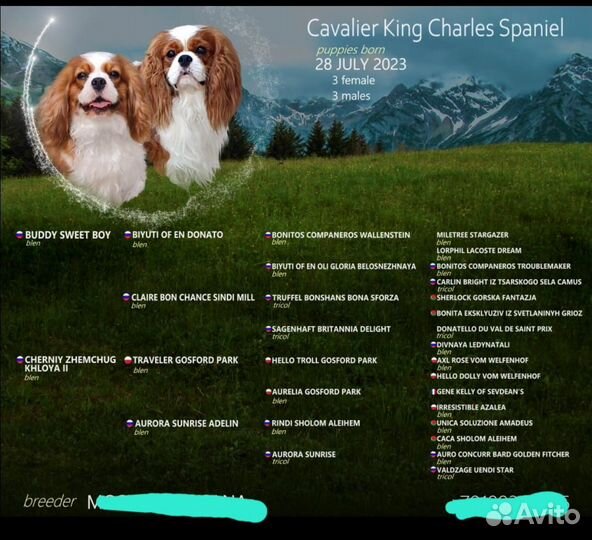 Кавалер кинг чарльз спаниель