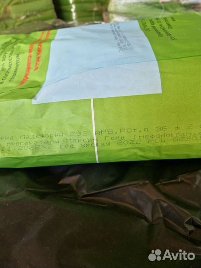 Ладожский 292 амв семена кукурузы