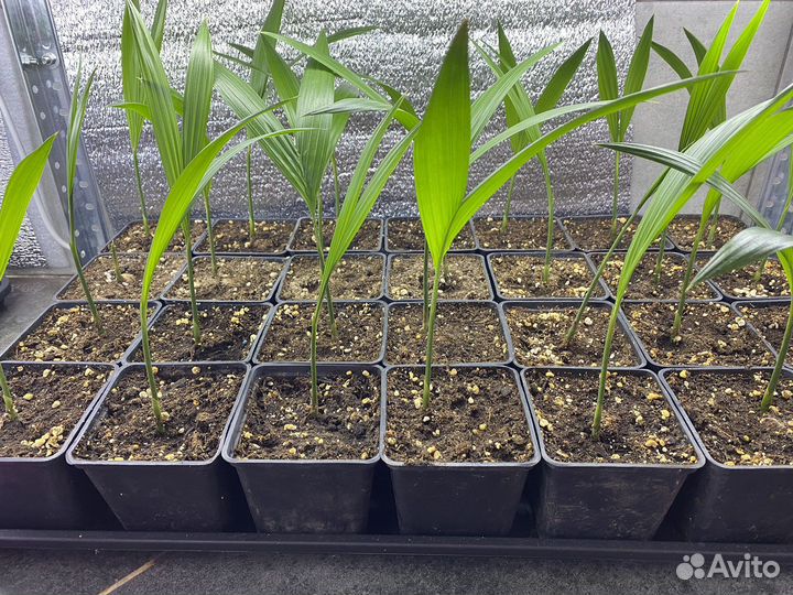 Рождественская пальма(адонидия мерилли)