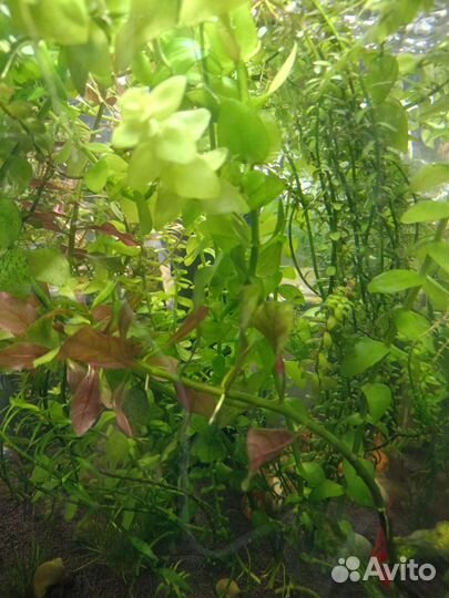 Аквариумные растения прополка(за всё)