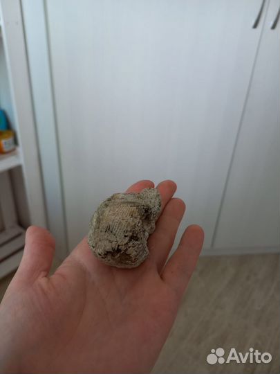 Окаменелости