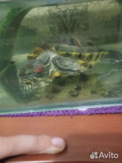 Красноухая черепаха