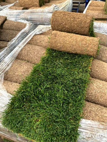 Рулонный газон 