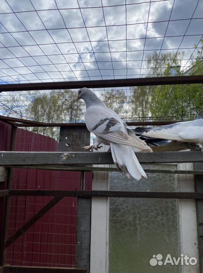 Голуби адижанцы такла статные