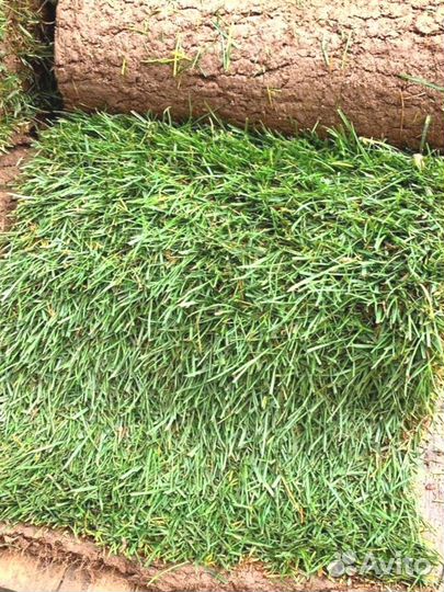 Рулонный газон