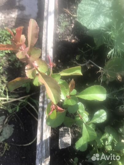 Айва японская