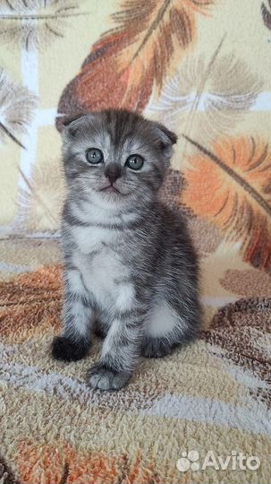 Шотландские вислоухие и прямоухие котята