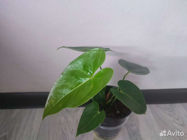 Антуриум Девоут