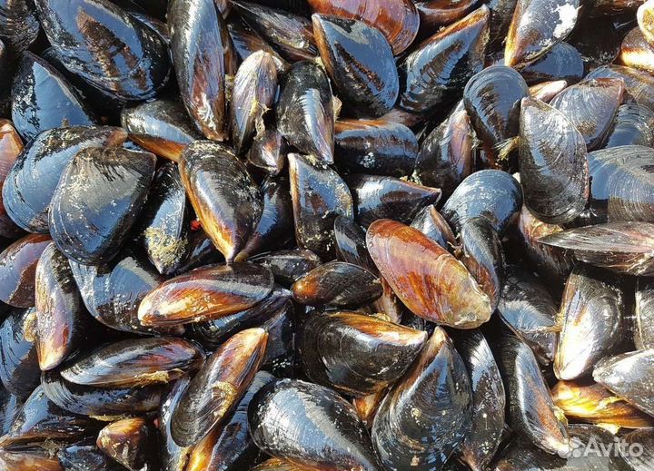 Мидии черноморские