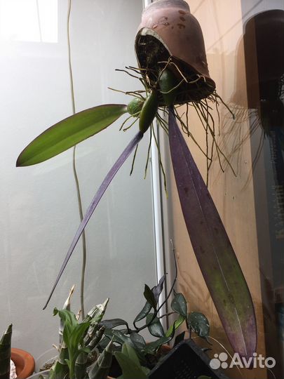 Орхидея bulb. phalaenopsis, взрослая