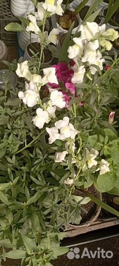 Рассада сладких перцев и цвет - львиный зев