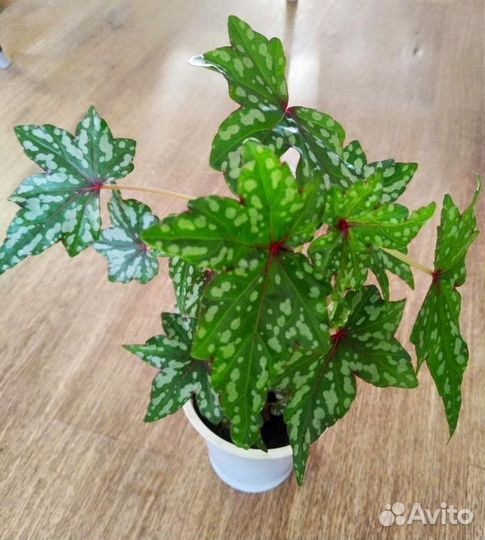 Бегония дрега