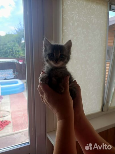 Котята в добрые руки бесплатно