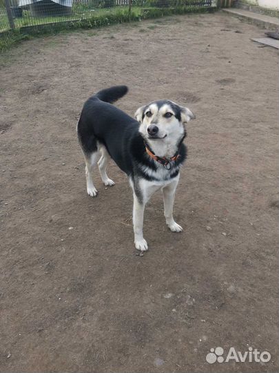 Лолита ищет дом