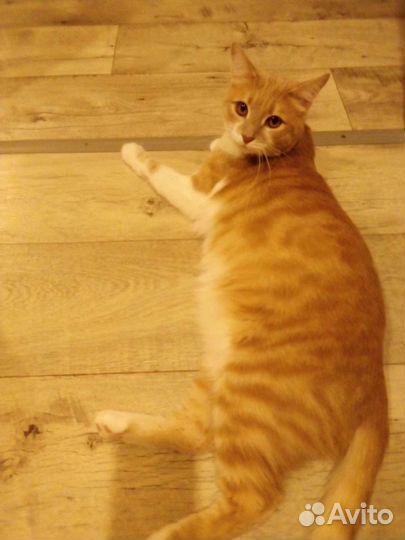 Рыжий котик
