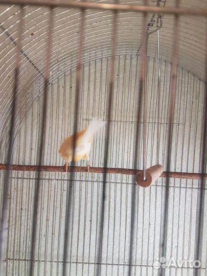 Певчие птицы