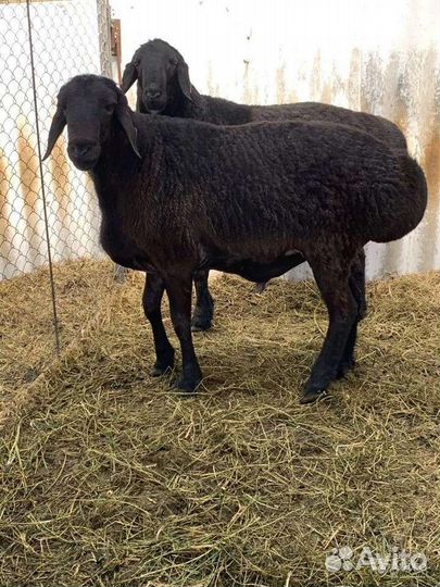 Мясо баранины Халяль(курдючные)