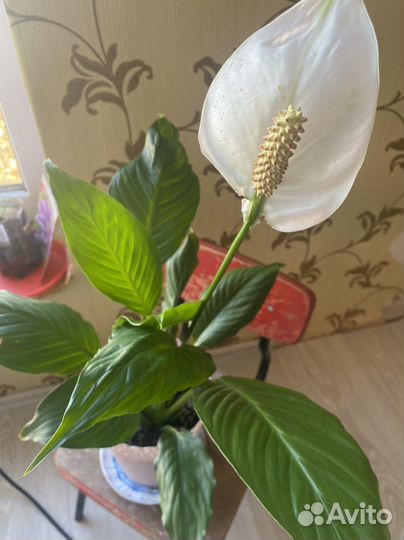 Спатифиллум