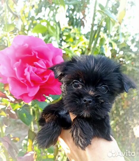 Йорки цветная группа