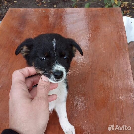 Продам щенка Лайки