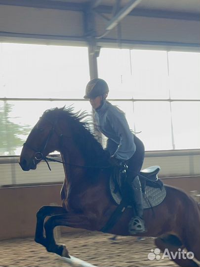 Вальтрап серый