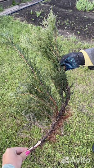 Можжевельник Новокузнецк