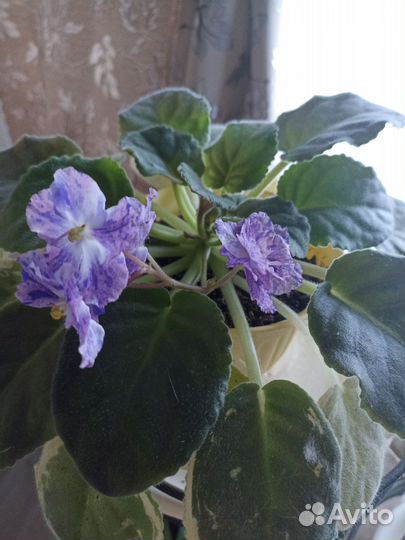 Фиалка в горшках