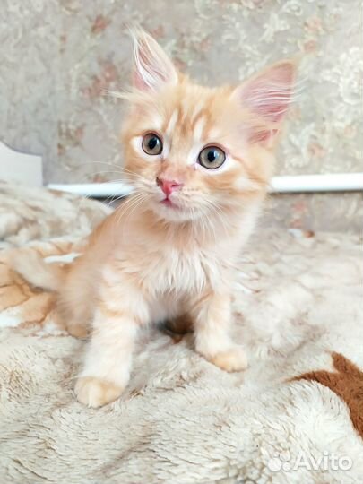 Отдам кошечку