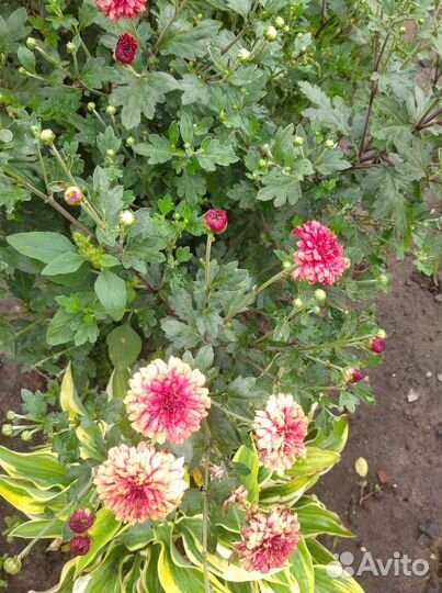 Многолетние цветы для сада