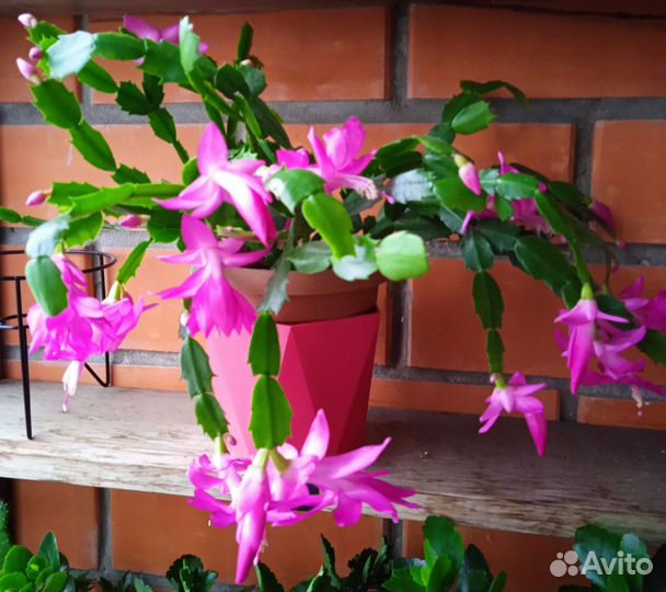 Декабрист шлюмбергера