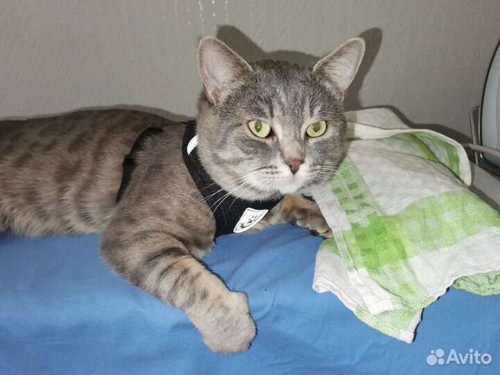 Кот на вязку