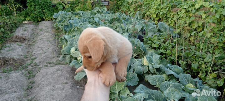 Собака в добрые руки отдам бесплатно