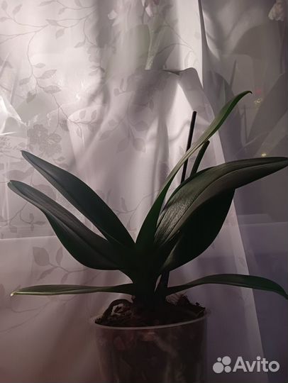 Продам орхидею мультифлора Vienna Multiflo