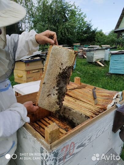 Мёд из Шекснинского района