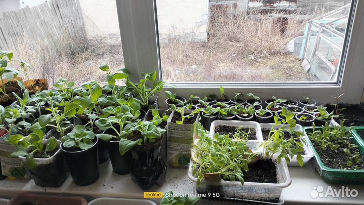 Рассада петуньи