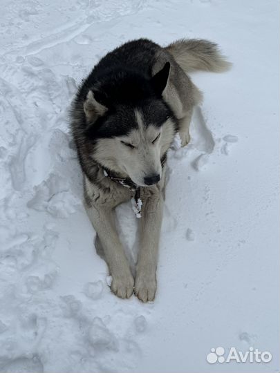 Собака в добрые руки Хаски