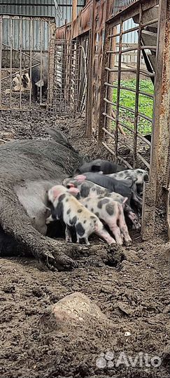 Продам хряков