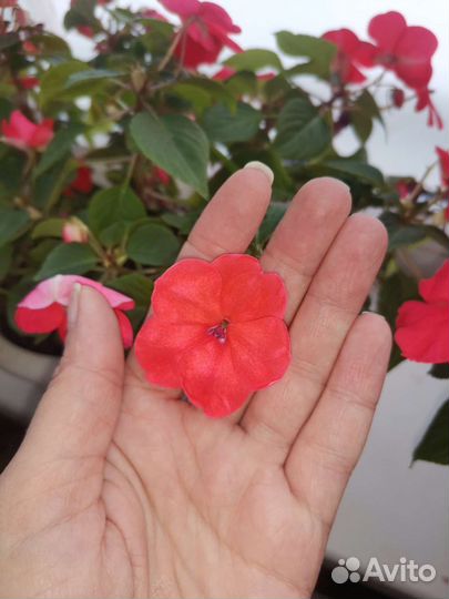 Бальзамины сортовые