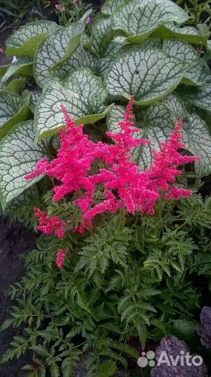 Продам астильбы