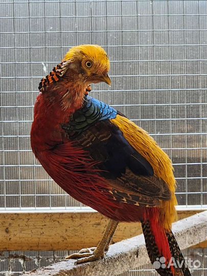 Золотой фазан