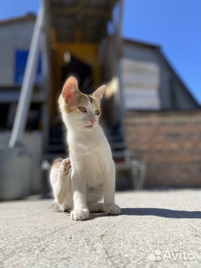 Трехцветные котята в добрые руки