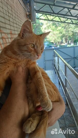 Кот в добрые руки