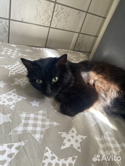 Кошка в любящие руки