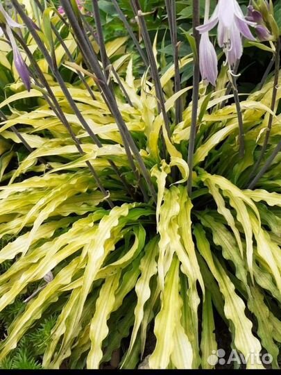 Хосты сортовые