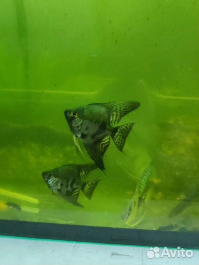 Скалярия оптом аквариумные рыбки