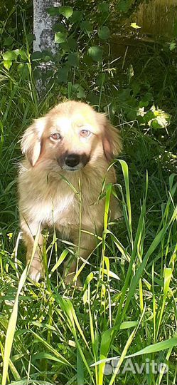 Собаки бесплатно