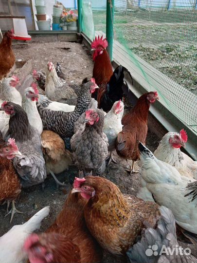 Яйцо домашнее куринное