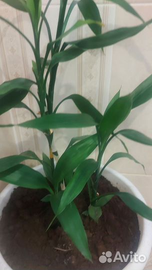 Драцена Сандера или бамбук счастья